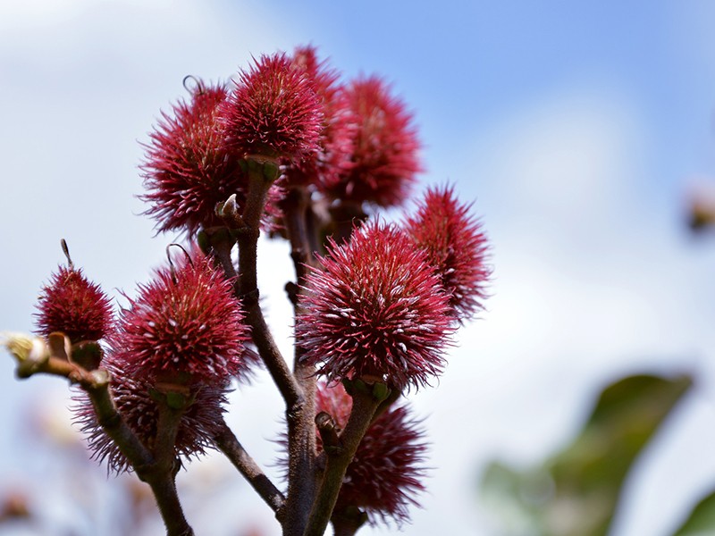 Foto Urucum