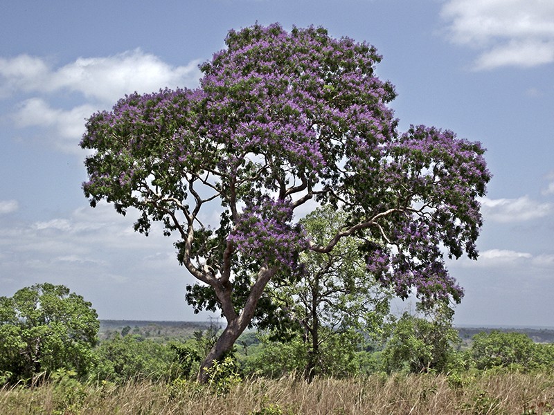 Sucupira - Tintura Composta (Sucupira 30mL+ Marapuama 30mL) 60mL