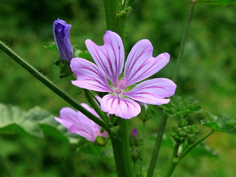 Malva