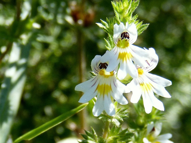 Euphrasia (Euphrasia officinalis)