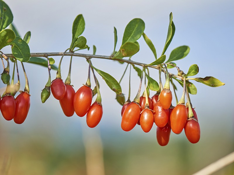 Foto Goji Berry PURO