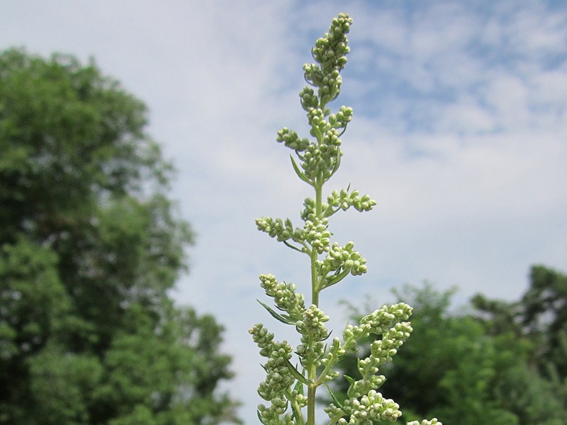 Foto Artemisia vulgaris