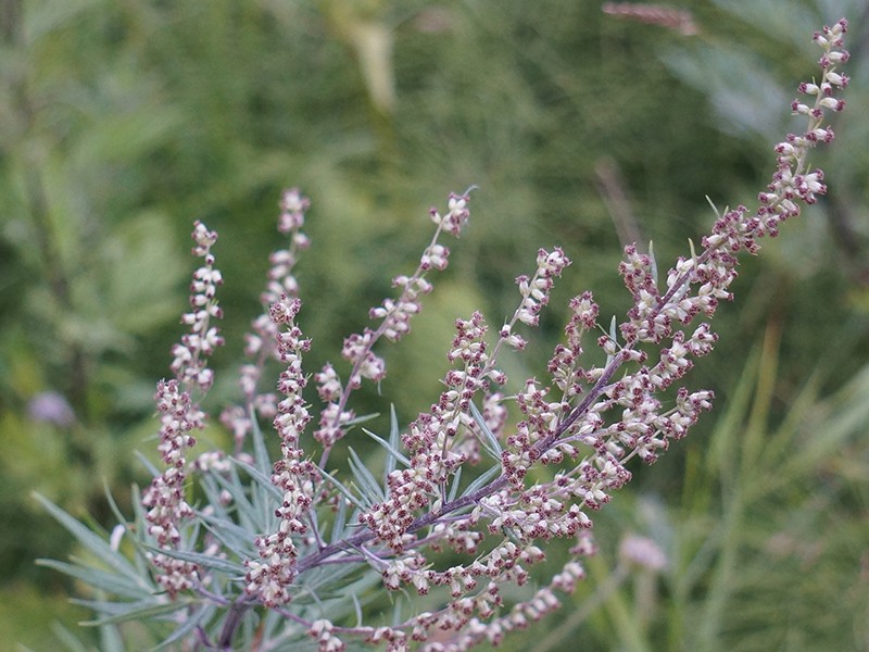 Foto Artemisia vulgaris