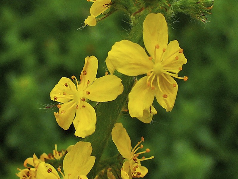 Agrimony