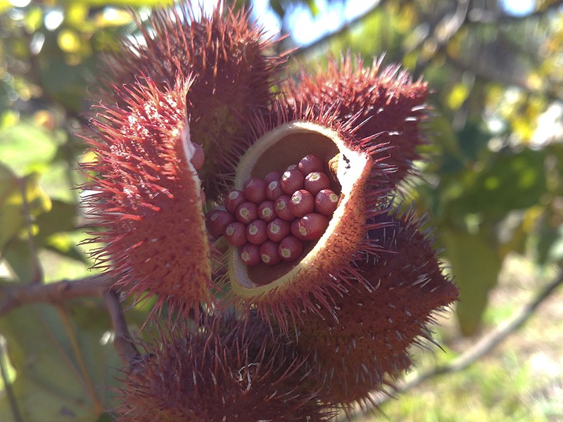 Foto Urucum