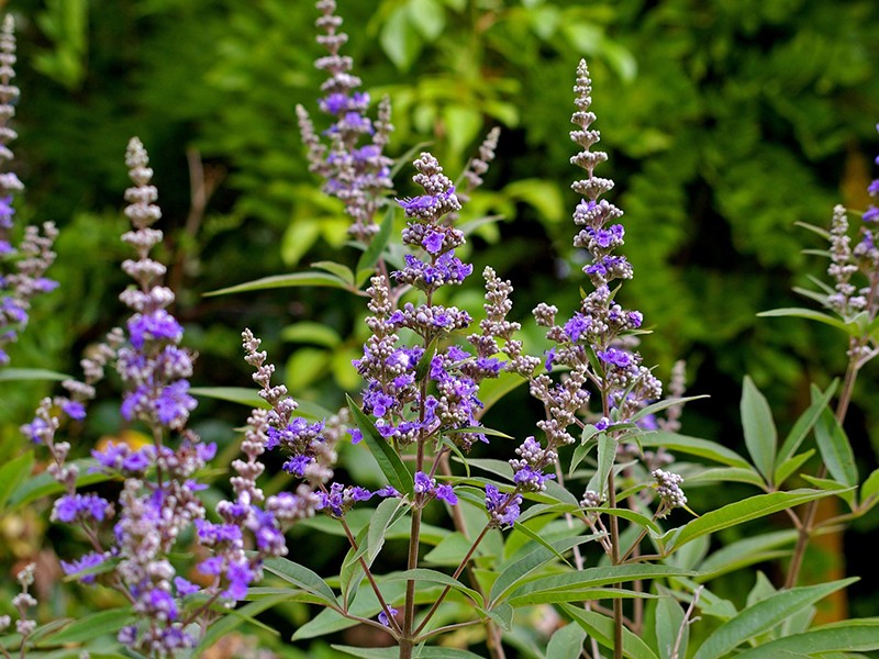 Vitex é um grande aliado contra a infertilidade feminina, Vitex ...