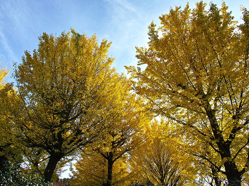 Foto Ginkgo