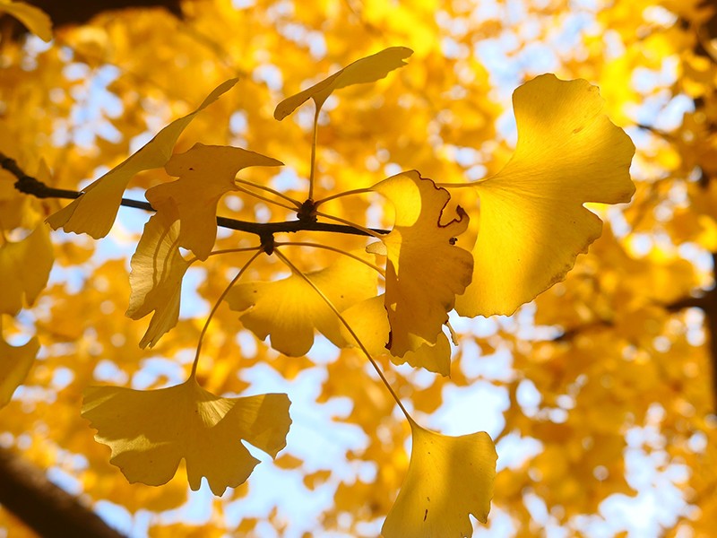 Foto Ginkgo