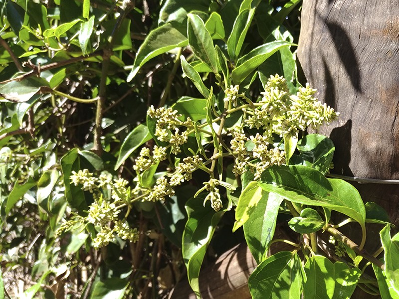 Xarope de Guaco, bom para curar tosse, bronquite, asma, pigarro, rouquidão  e inflamação na garganta.