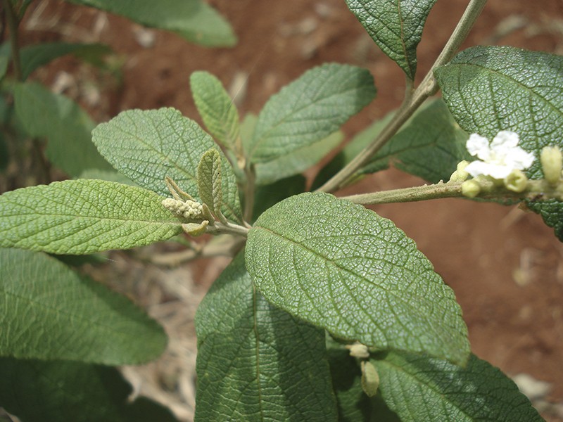 Farmácia Erva Nativa. - Feno-grego é uma erva nativa do sul da