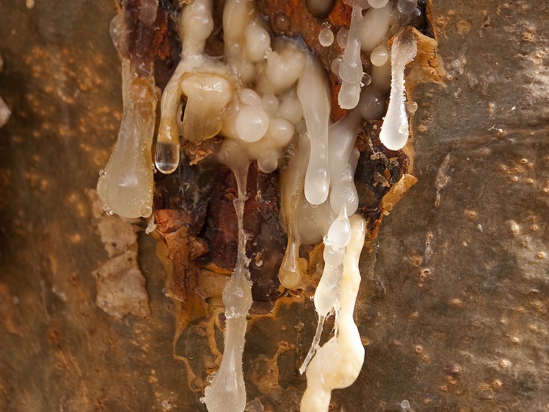 Foto Boswellia Serrata