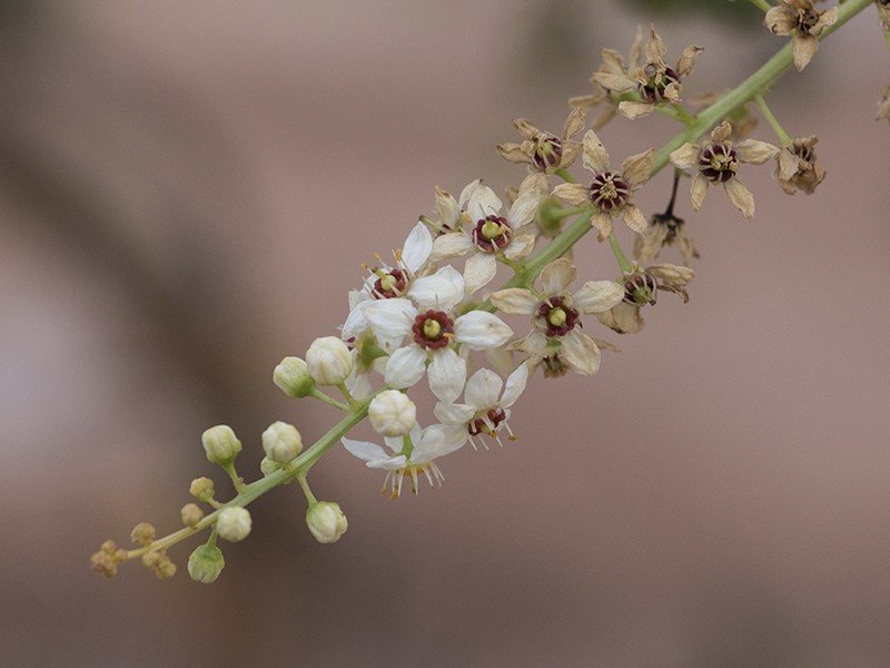 Foto Boswellia Serrata