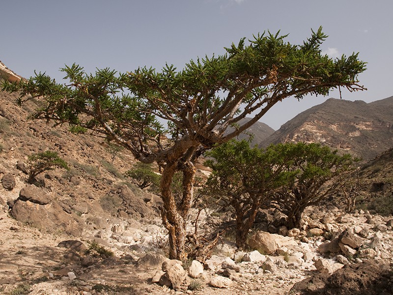 Foto Boswellia Serrata