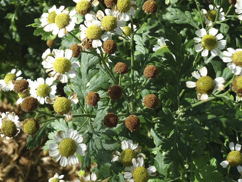 Foto Tanacetum parthenium