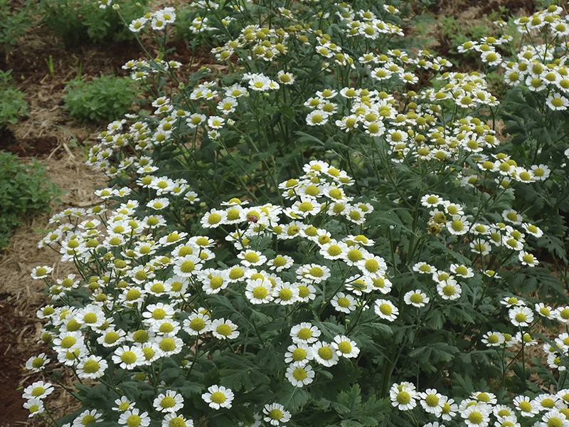 Foto Tanacetum parthenium