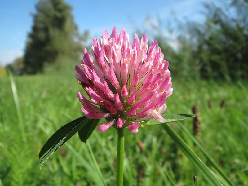 Foto Red Clover/Trevo vermelho