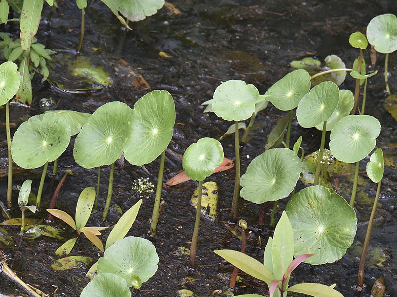 Foto Acarioba