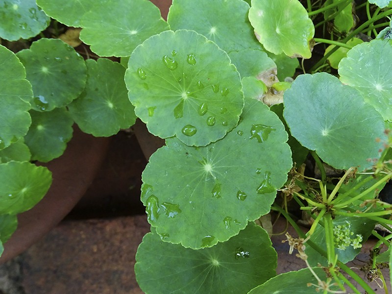 Foto Acariçoba