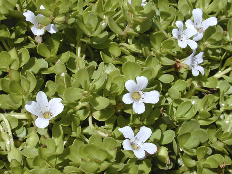 Foto Bacopa