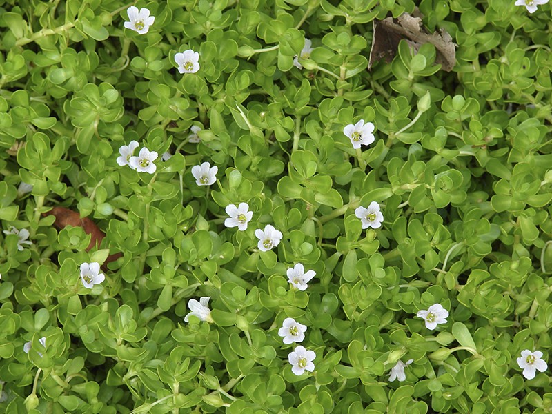 Foto Bacopa