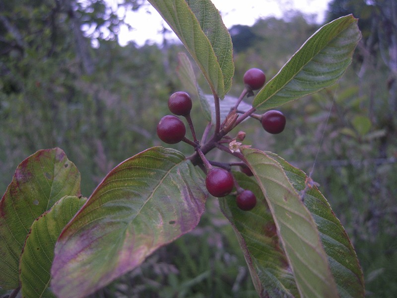 Foto Cáscara Sagrada (Rhamnus purshiana)