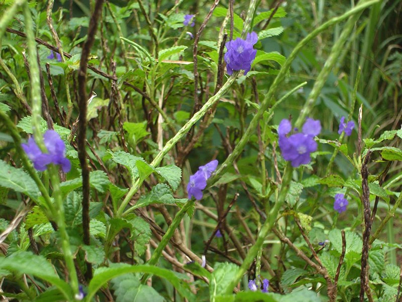 Foto Gervo Roxo