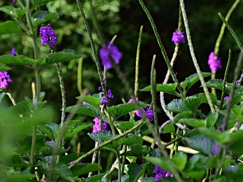 Foto Gervo Roxo