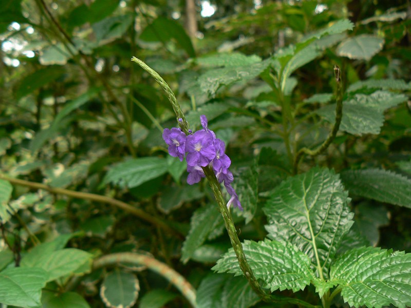 Foto Gervão Roxo
