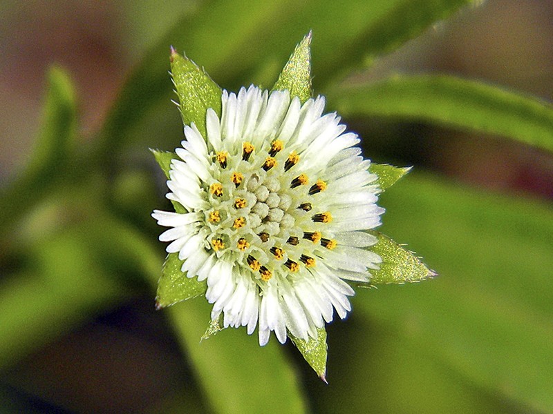 Foto Eclipta (Erva Botão)