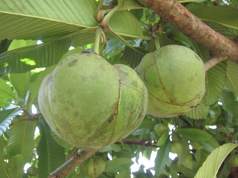 Foto Dilênia (Dillenia indica ou Maçã de Elefante)