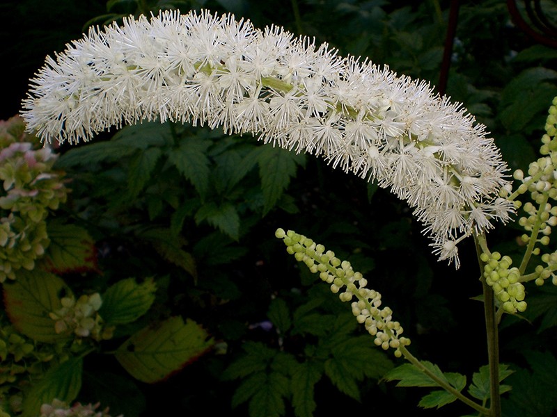 Cimicifuga (Black Cohosh)