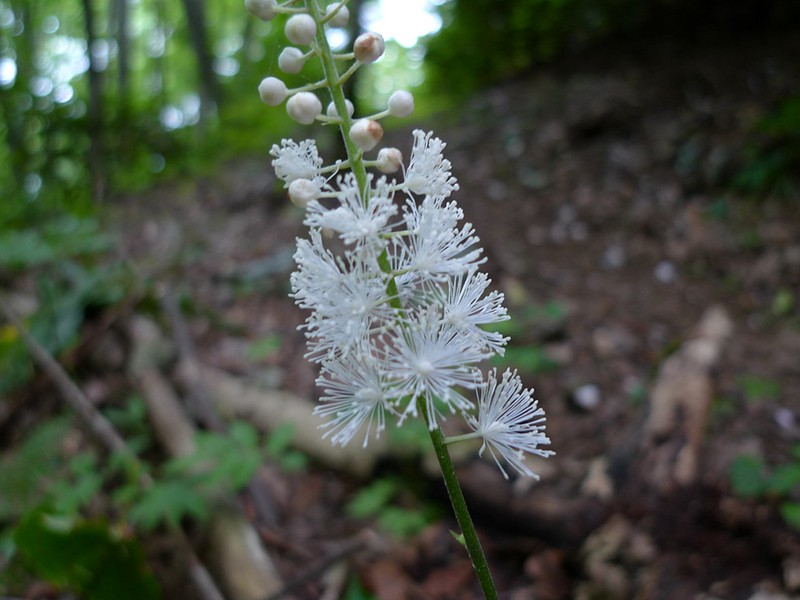 Foto Black Cohosh