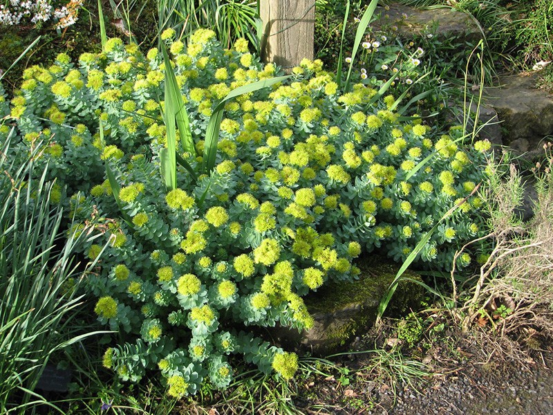 Foto Rhodiola rosea