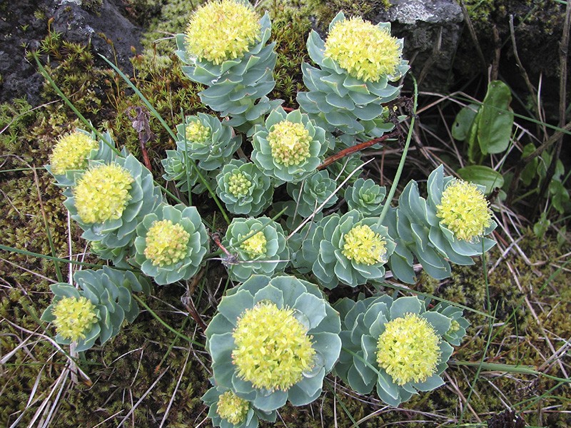 Rhodiola rosea - 60 cpsulas de 500mg E.S.