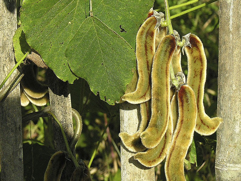 Foto Mucuna