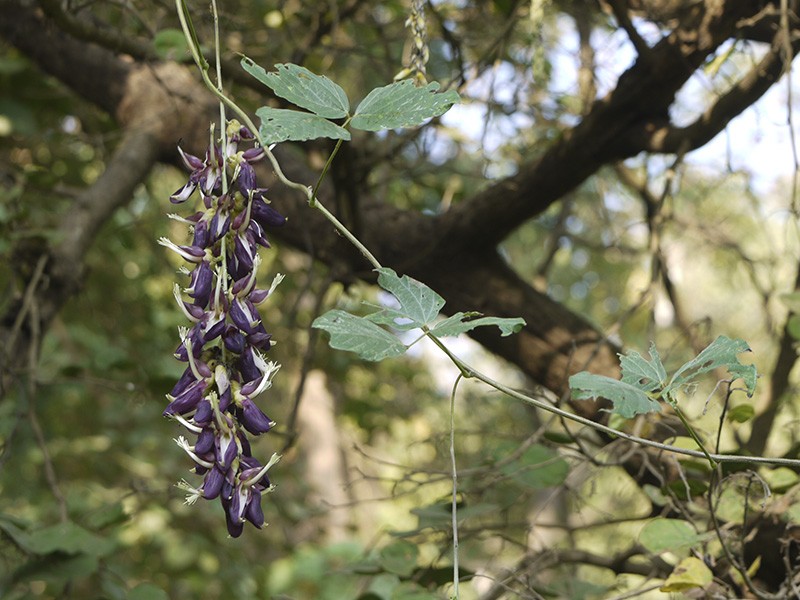 Foto Mucuna