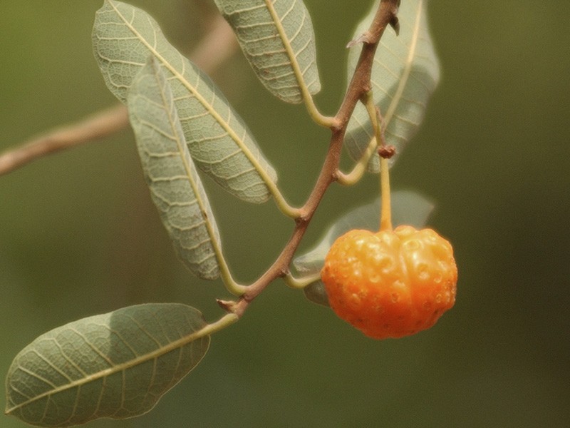 Mama-cadela/Mamica de Cadela