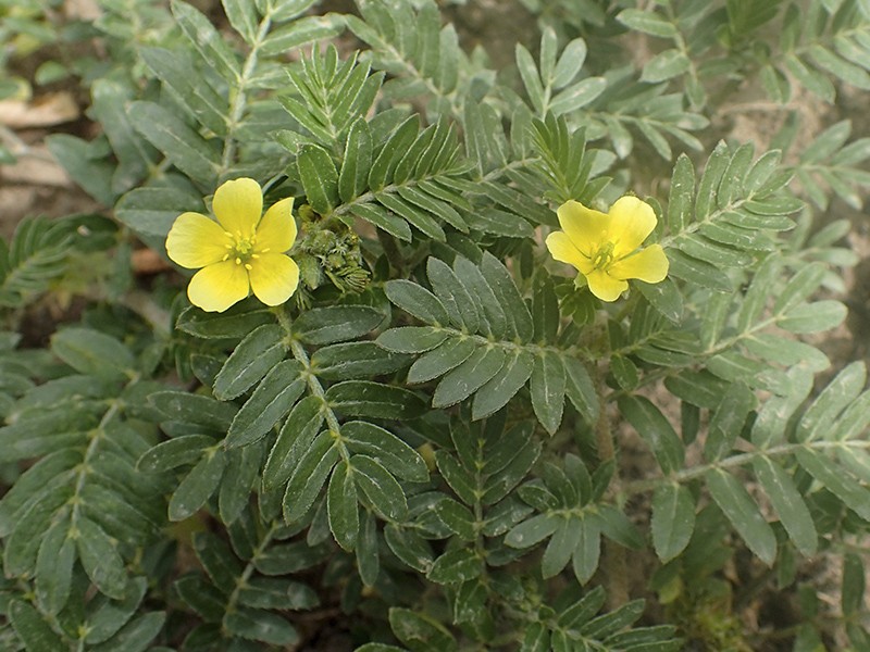 Foto Tribulus