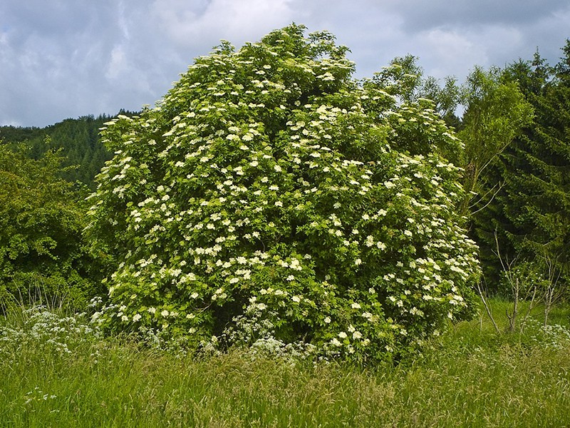 Foto Sabugueiro