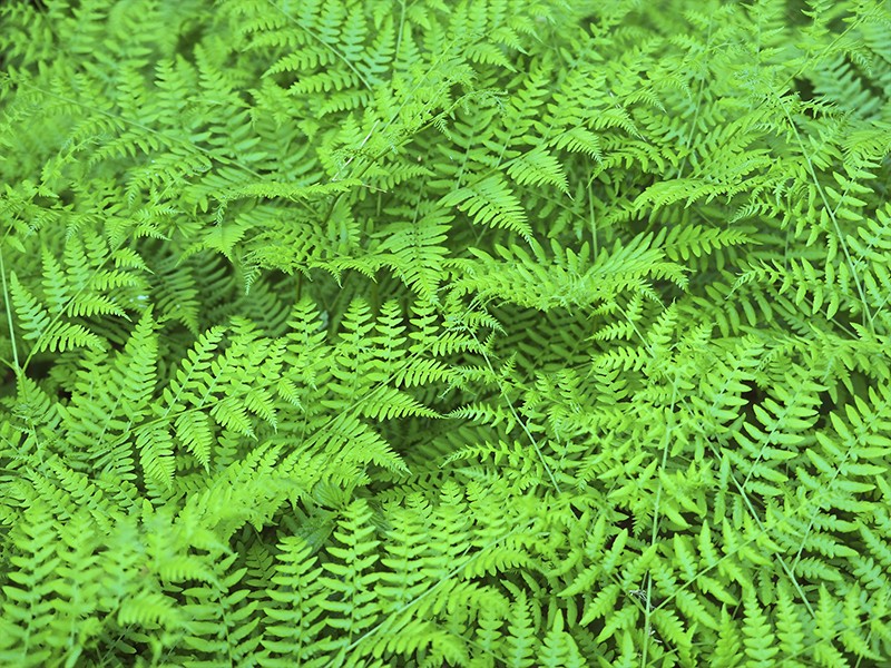 Foto Polypodium leucotomos