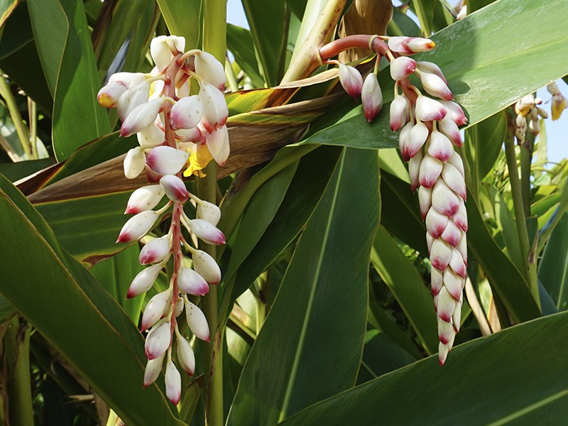 Colnia (Alpinia zerumbet)