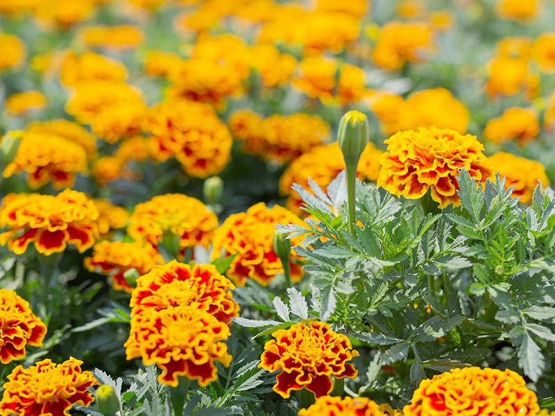 Foto Luteína (Tagetes erecta L.)