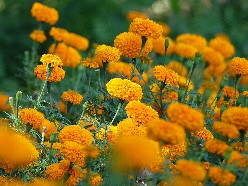 Foto Zeaxantina (Tagetes erecta L.)